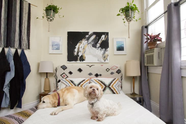28 Best Small Dog Breeds (With Photos) | Apartment Therapy - Dog Allergy Friendly Apartments